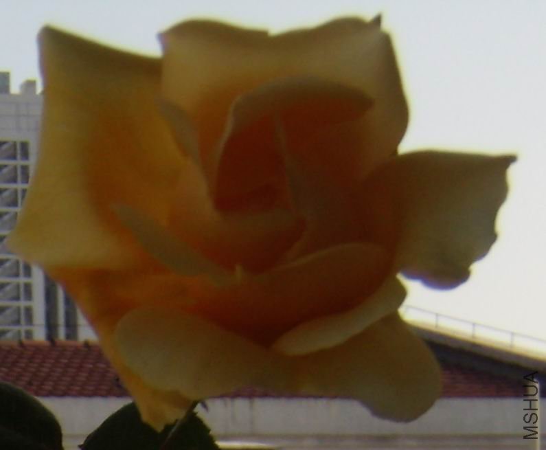 aP4050006.jpg
