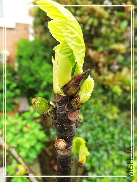 DSCF3387.jpg