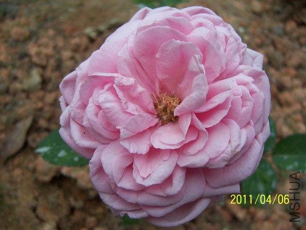 20110406 006.jpg