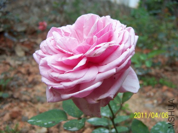 20110406 003.jpg