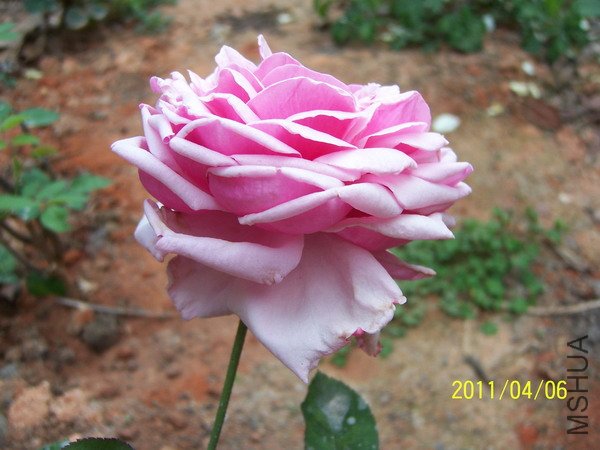 20110406 005.jpg
