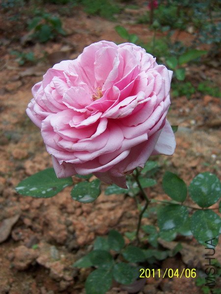20110406 004.jpg