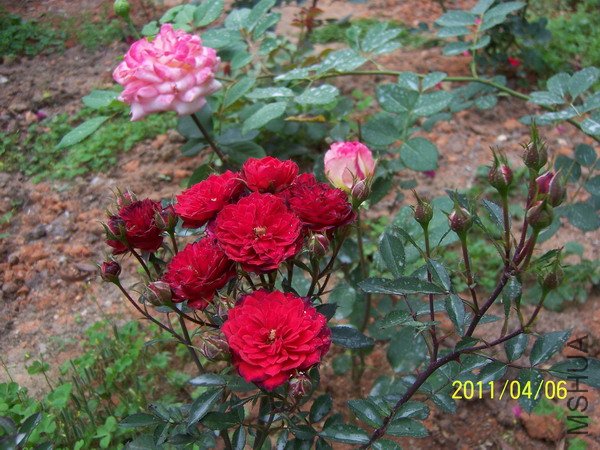 20110406 010.jpg