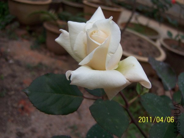 20110406 008.jpg