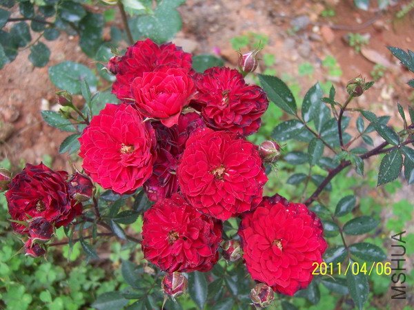 20110406 012.jpg