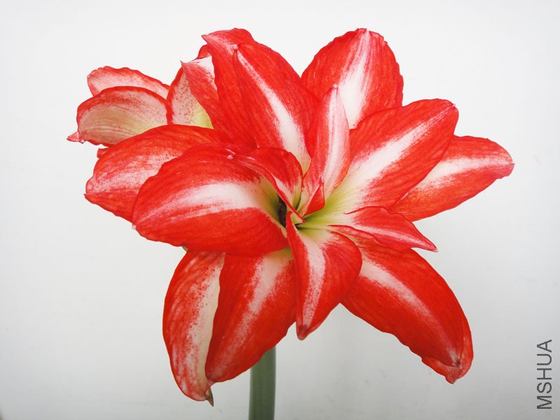 DSC01175.jpg