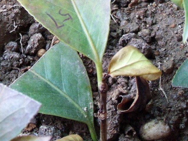 2011-04-02 002 (640x480).jpg