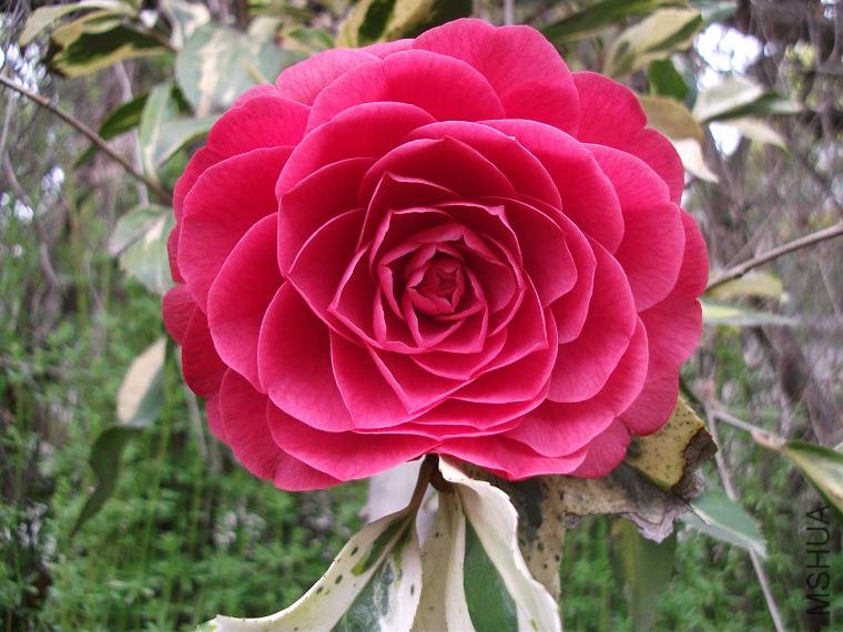 DSCF0941.JPG