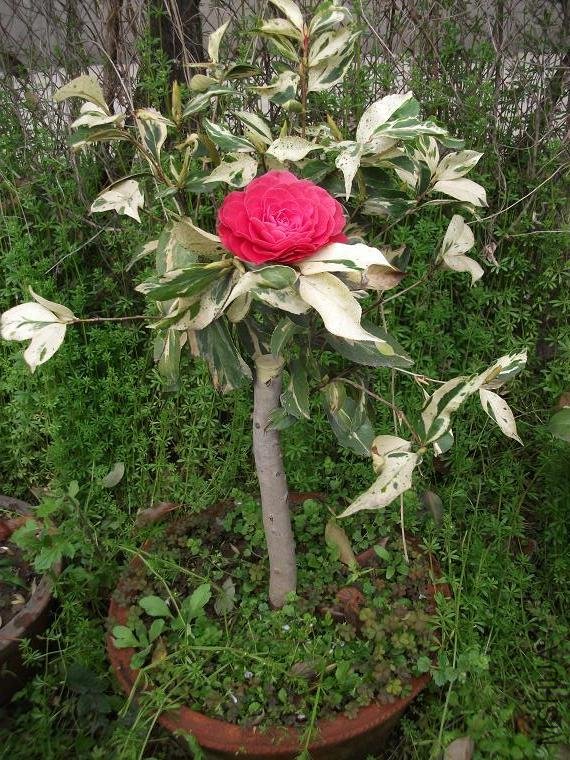 DSCF0952.JPG