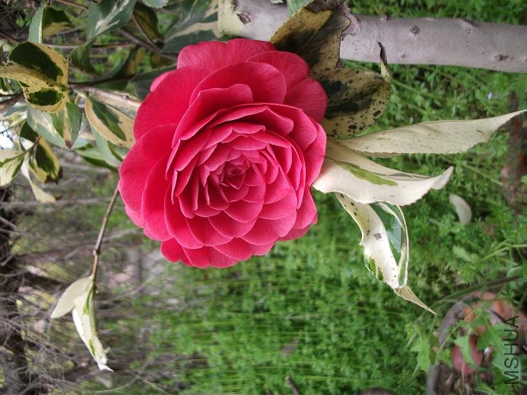 DSCF0943.JPG