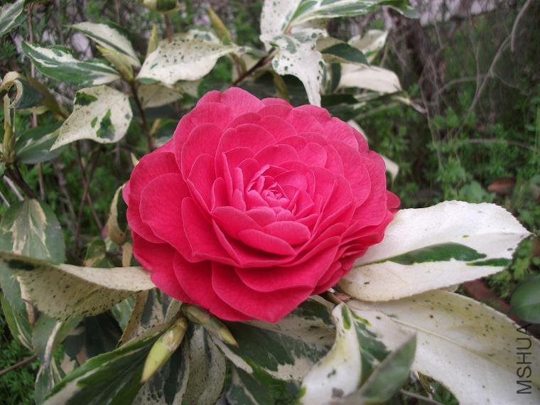 DSCF0949.JPG