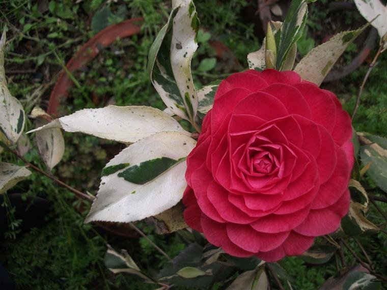 DSCF0948.JPG