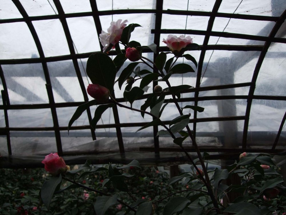 ��Ƭ11-3-19f 491211.jpg