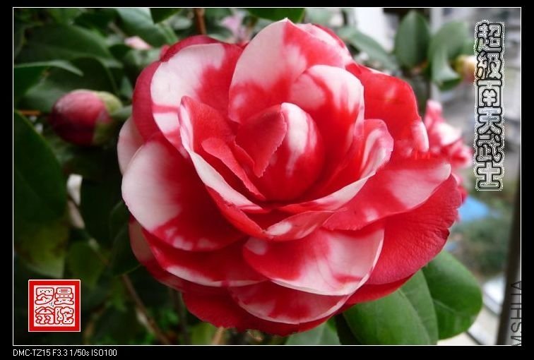 2011����������ʿ-011.jpg