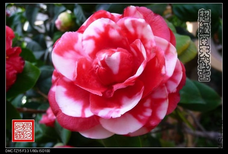 2011����������ʿ-013.jpg