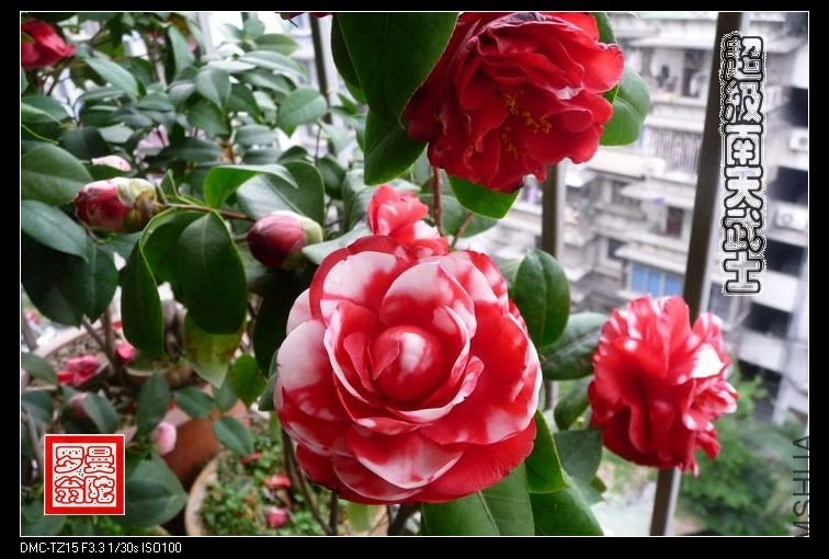 2011����������ʿ-014.jpg