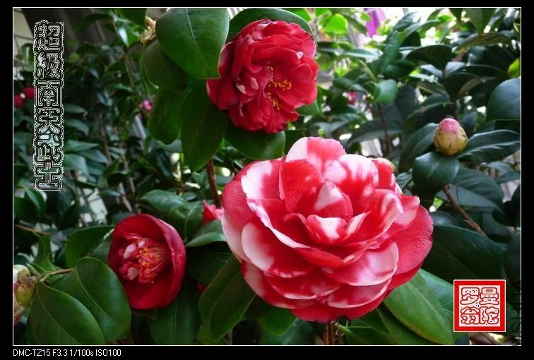 2011����������ʿ-016.jpg