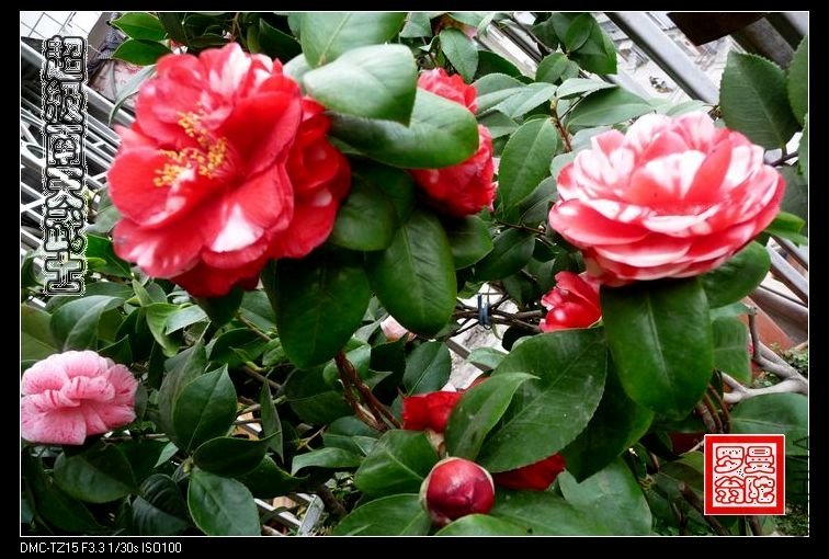 2011����������ʿ-015.jpg