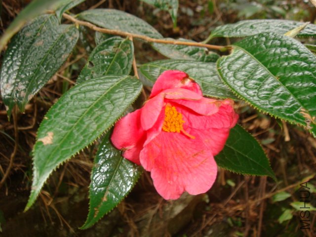 DSC06109.JPG