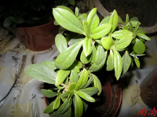 DSCN1093.jpg