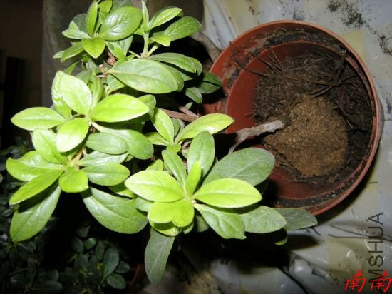 DSCN1092.jpg