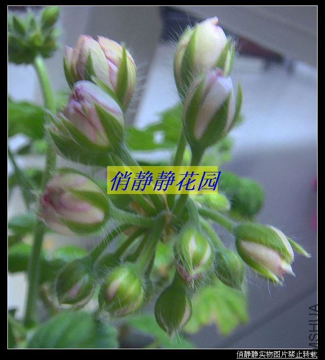 DSC08693.JPG