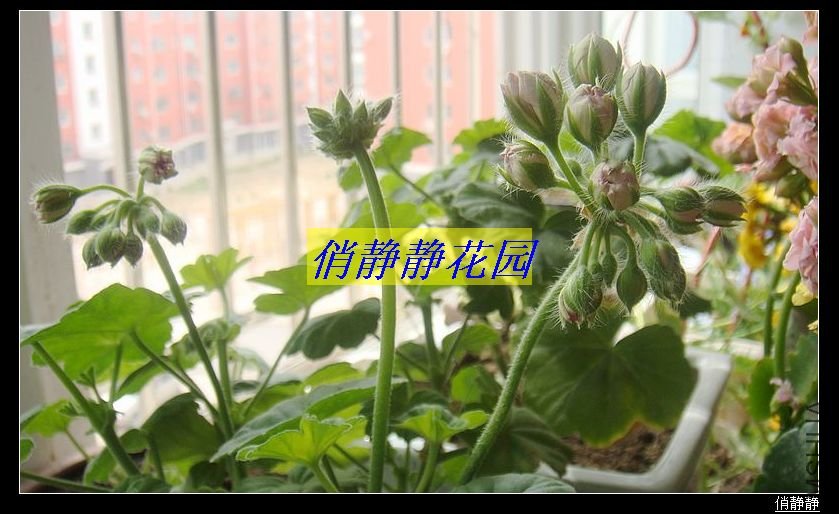 DSC08612.JPG