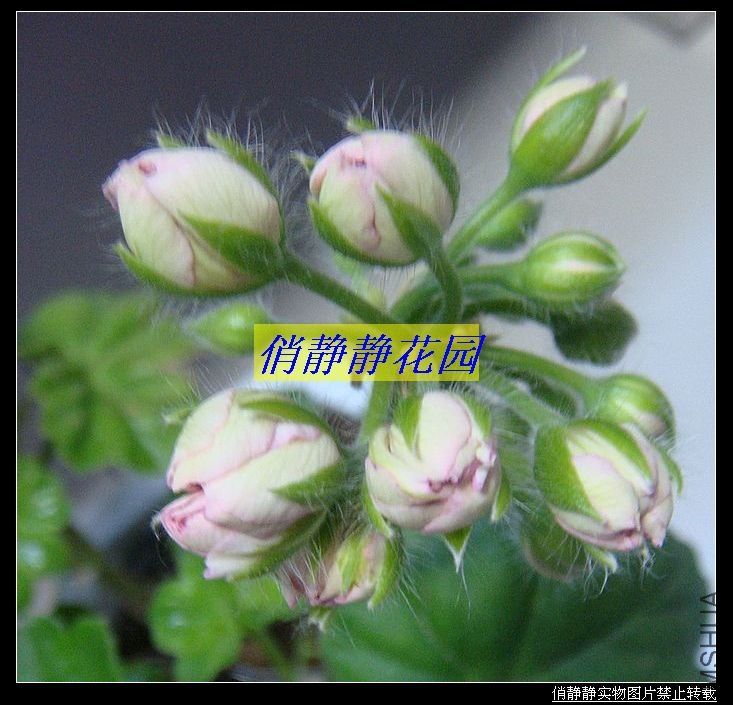 DSC08696.JPG