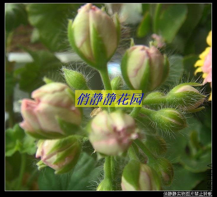 DSC08627.JPG