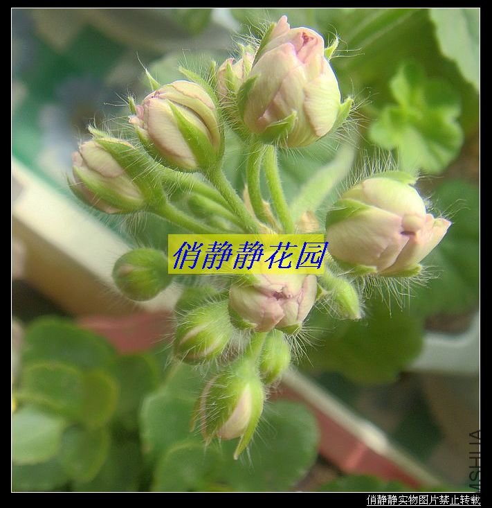 DSC08653.JPG