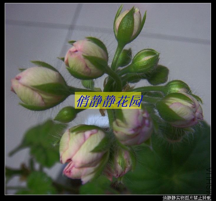 DSC08701.JPG
