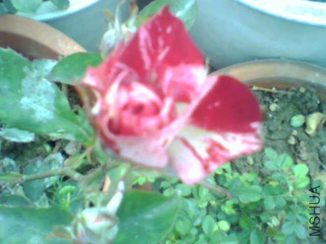 IMG0538A.jpg