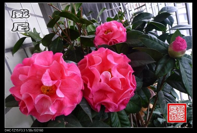 2011����-12.jpg