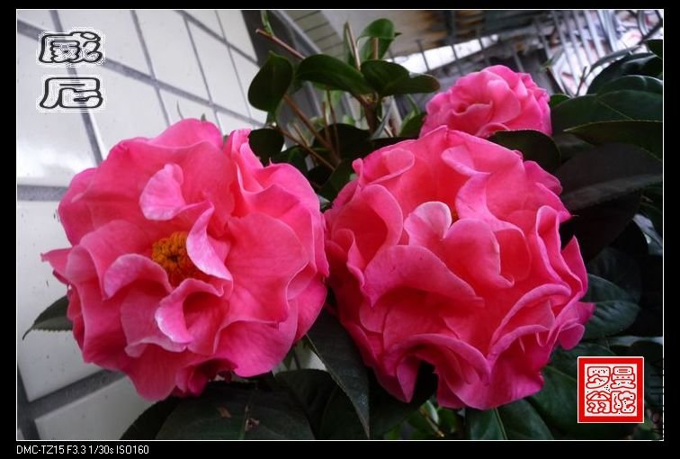 2011����-11.jpg