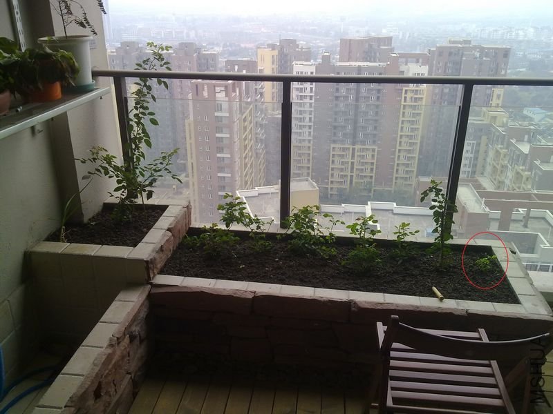 20110305008.jpg