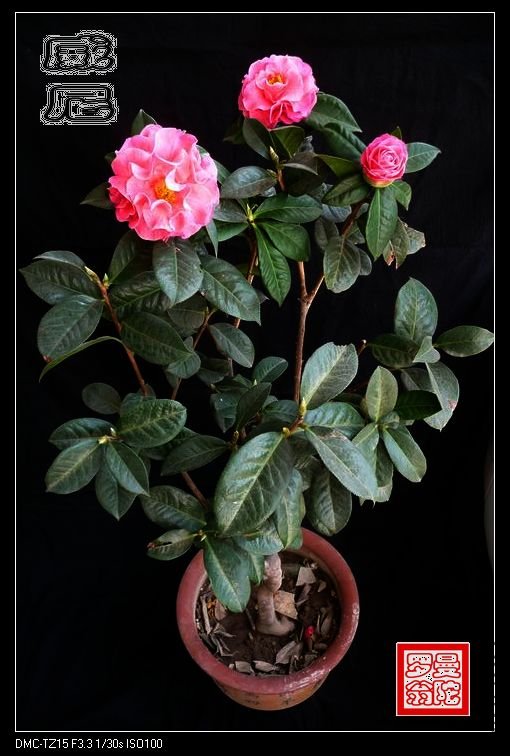 2011����-16.jpg