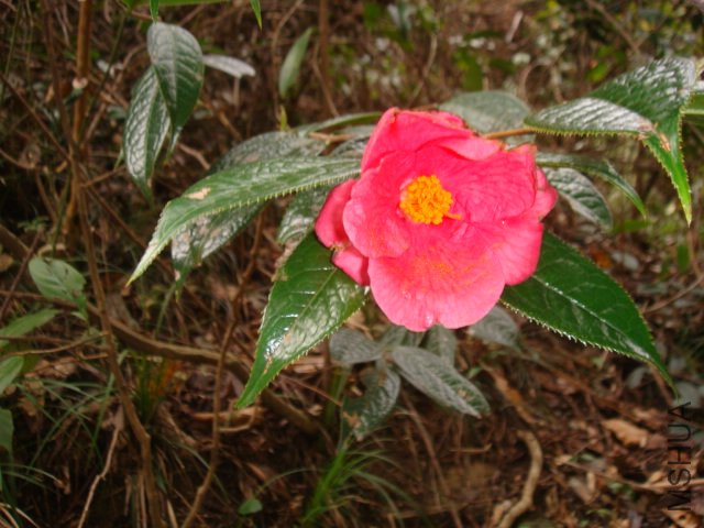 DSC06108.JPG