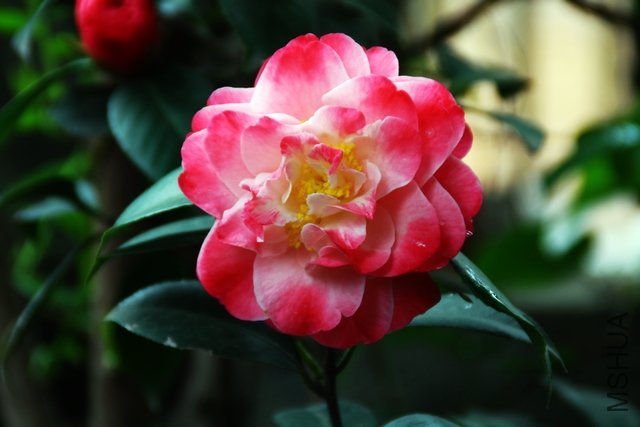 2011.04.08.��ã�Ĵ��� 008.jpg