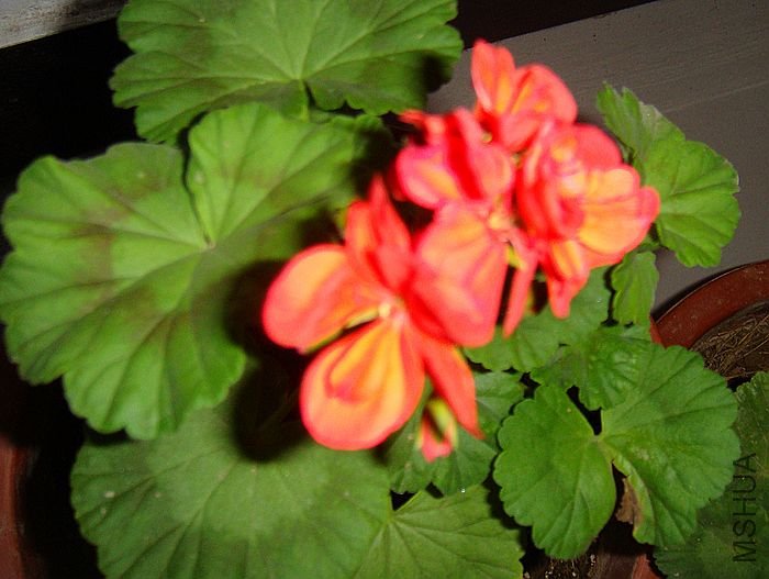 DSC07529.JPG
