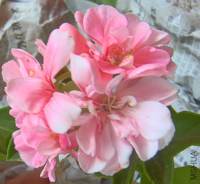 DSC08210.JPG