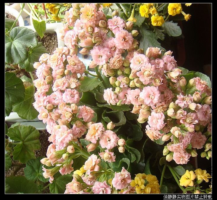 DSC08645.JPG