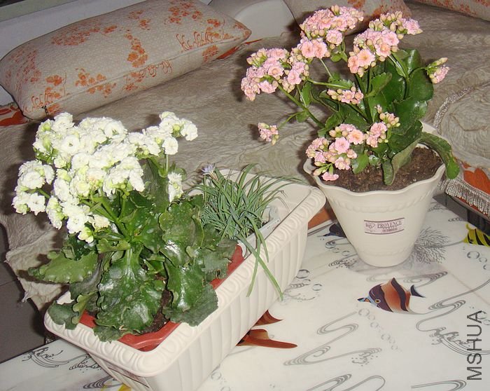 DSC08487.JPG