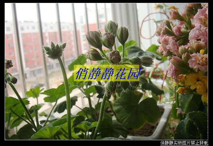 DSC08615.JPG