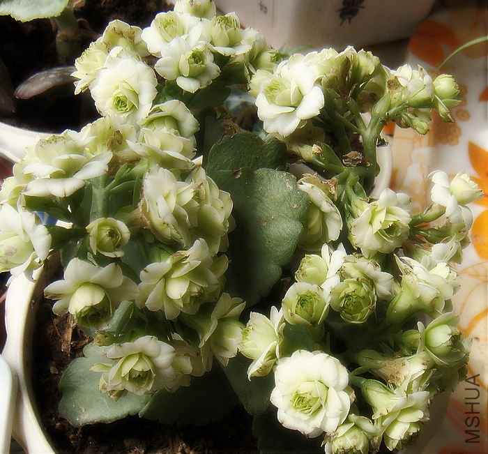 DSC08634.JPG