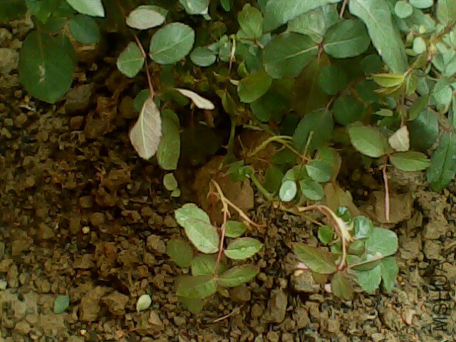IMG0031A.jpg