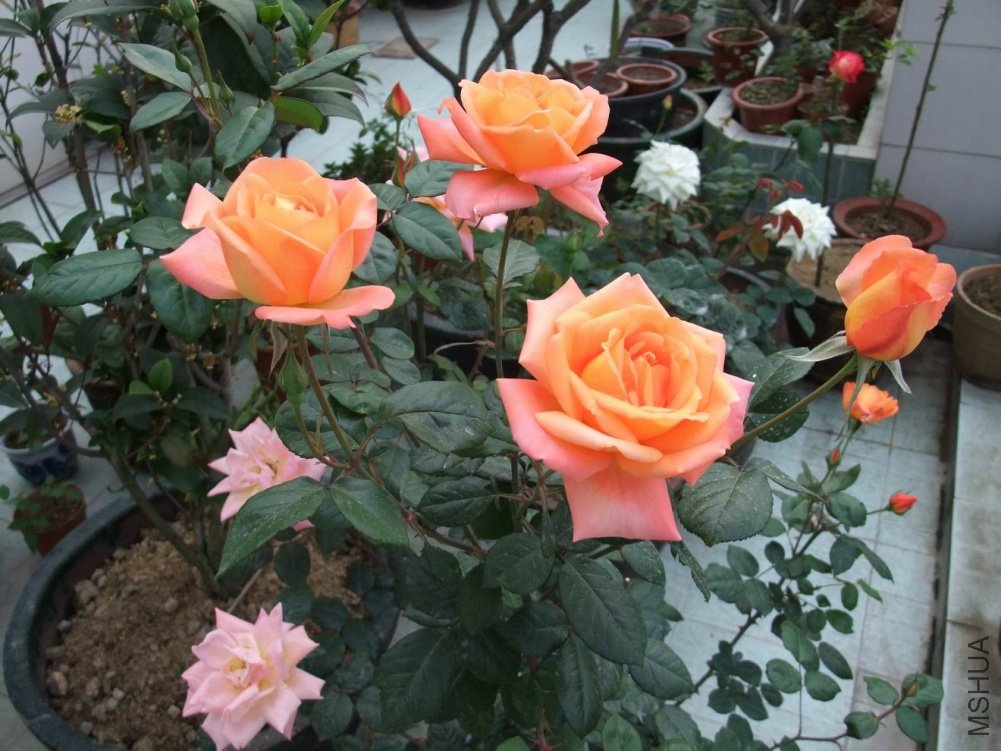 DSCF3655.JPG