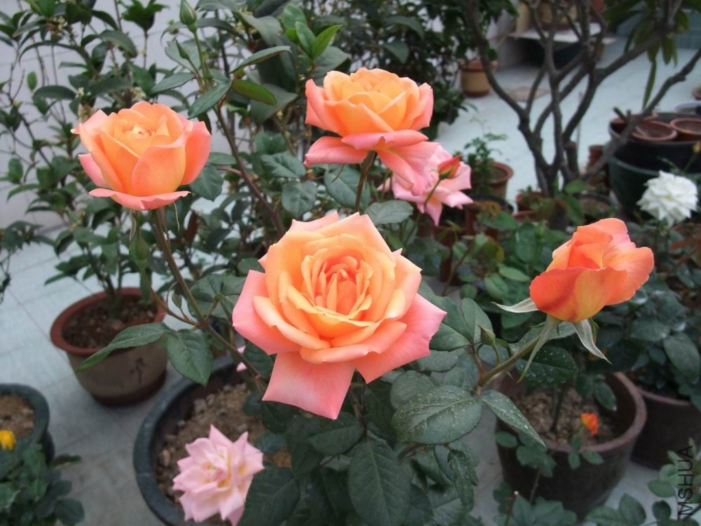 DSCF3647.JPG