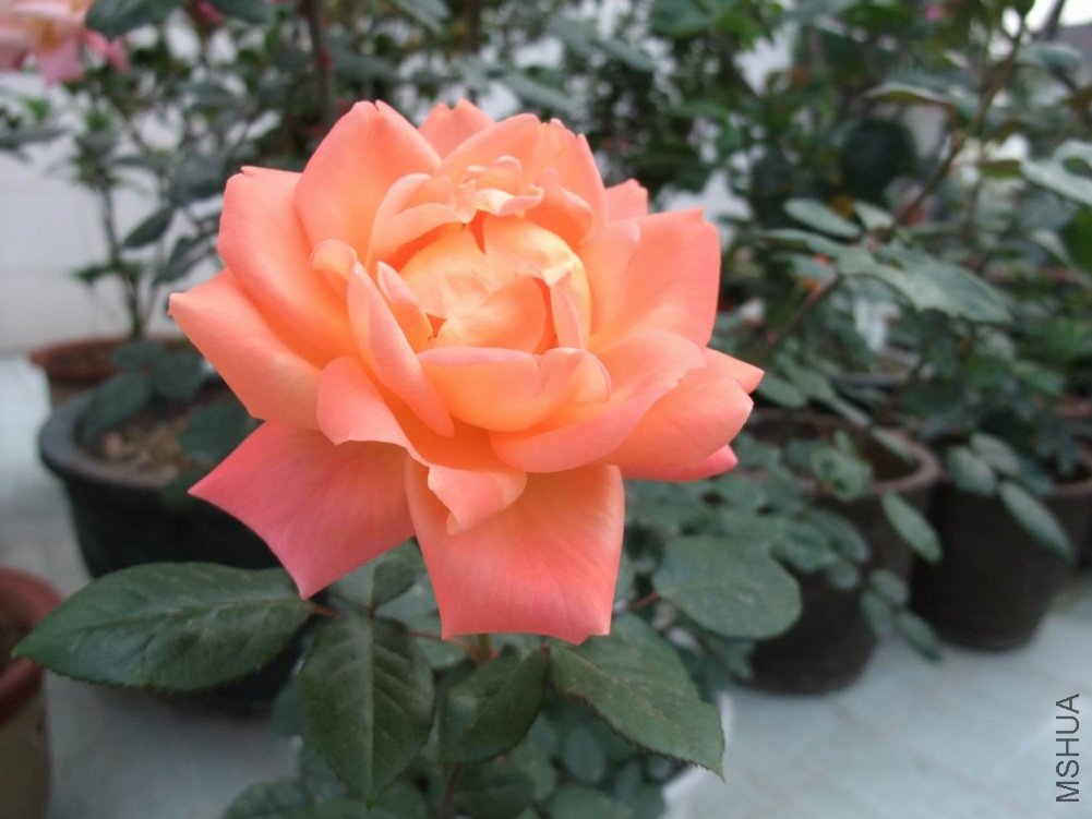 DSCF3649.JPG