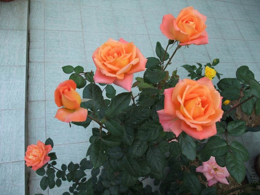 DSCF3660.JPG