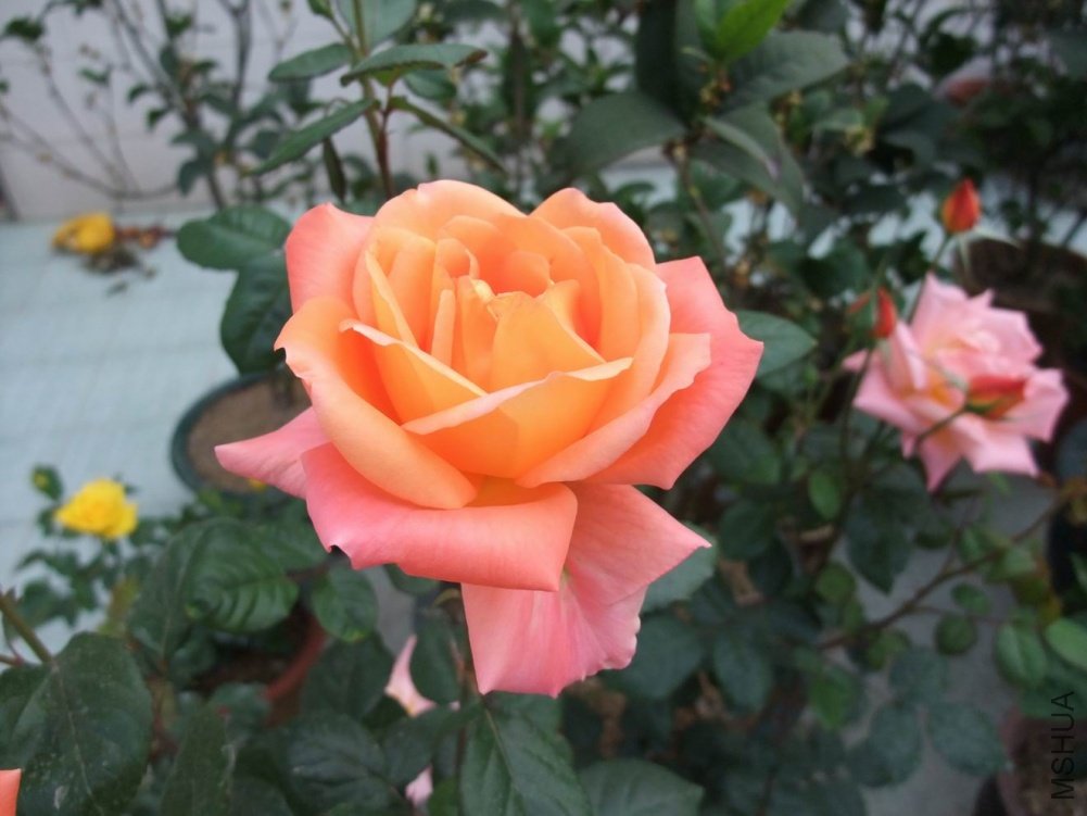 DSCF3650.JPG